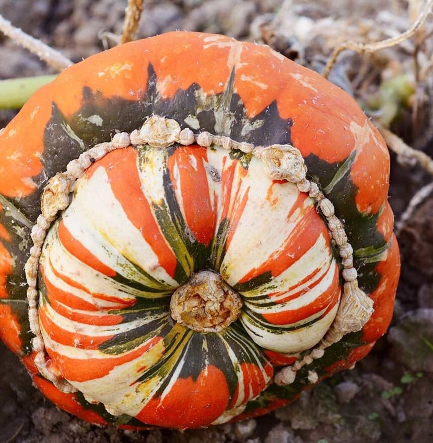 Squash, Turks Turban