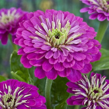 Zinnia, Purple Prince