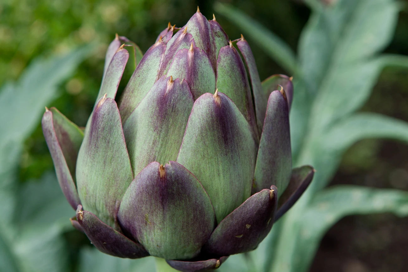 Artichoke, Green Globe