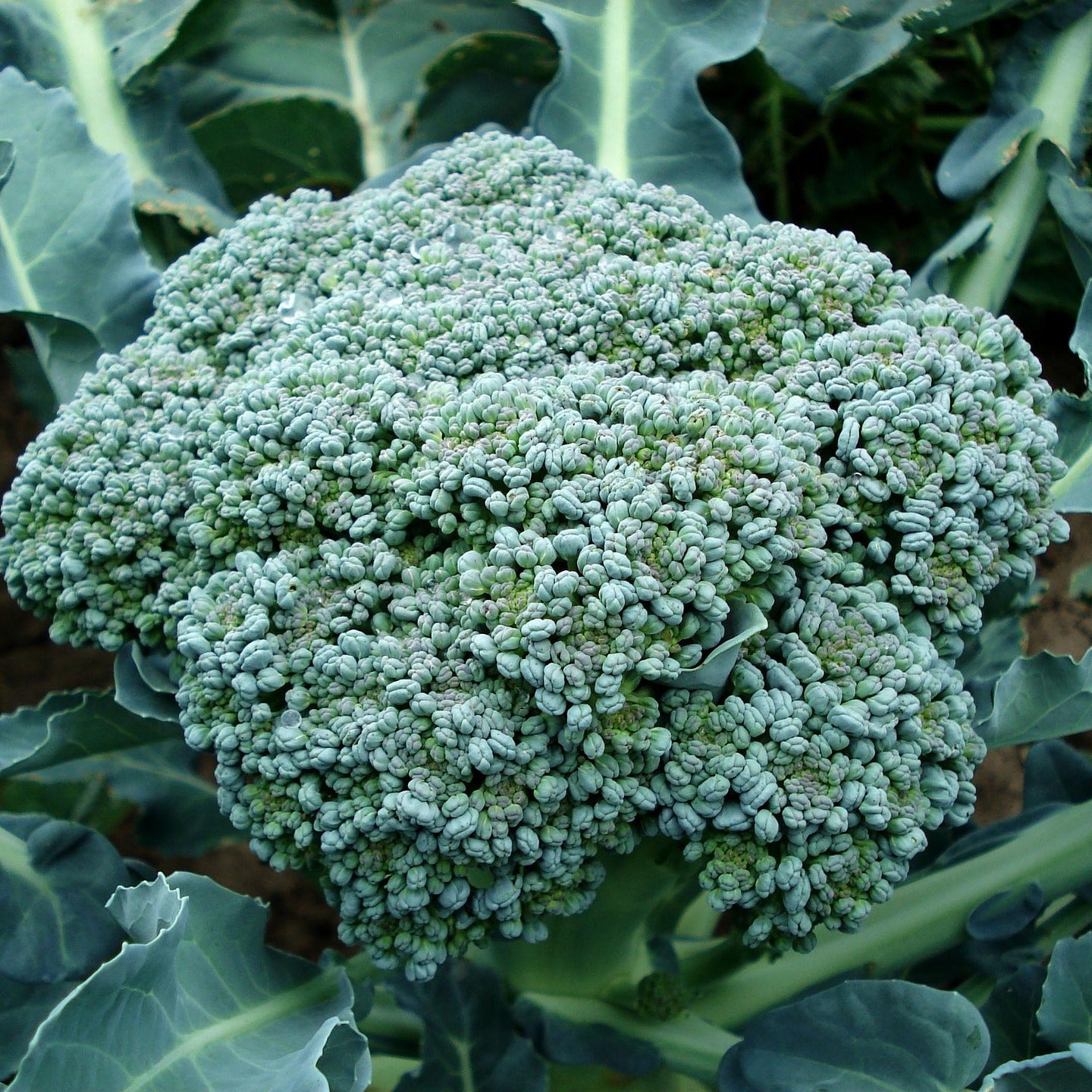 Close-up of a broccoli head with leaves in the background