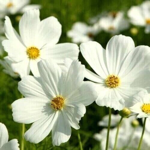 Cosmos, Purity