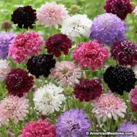 Scabious Atropurpurea, Mixed