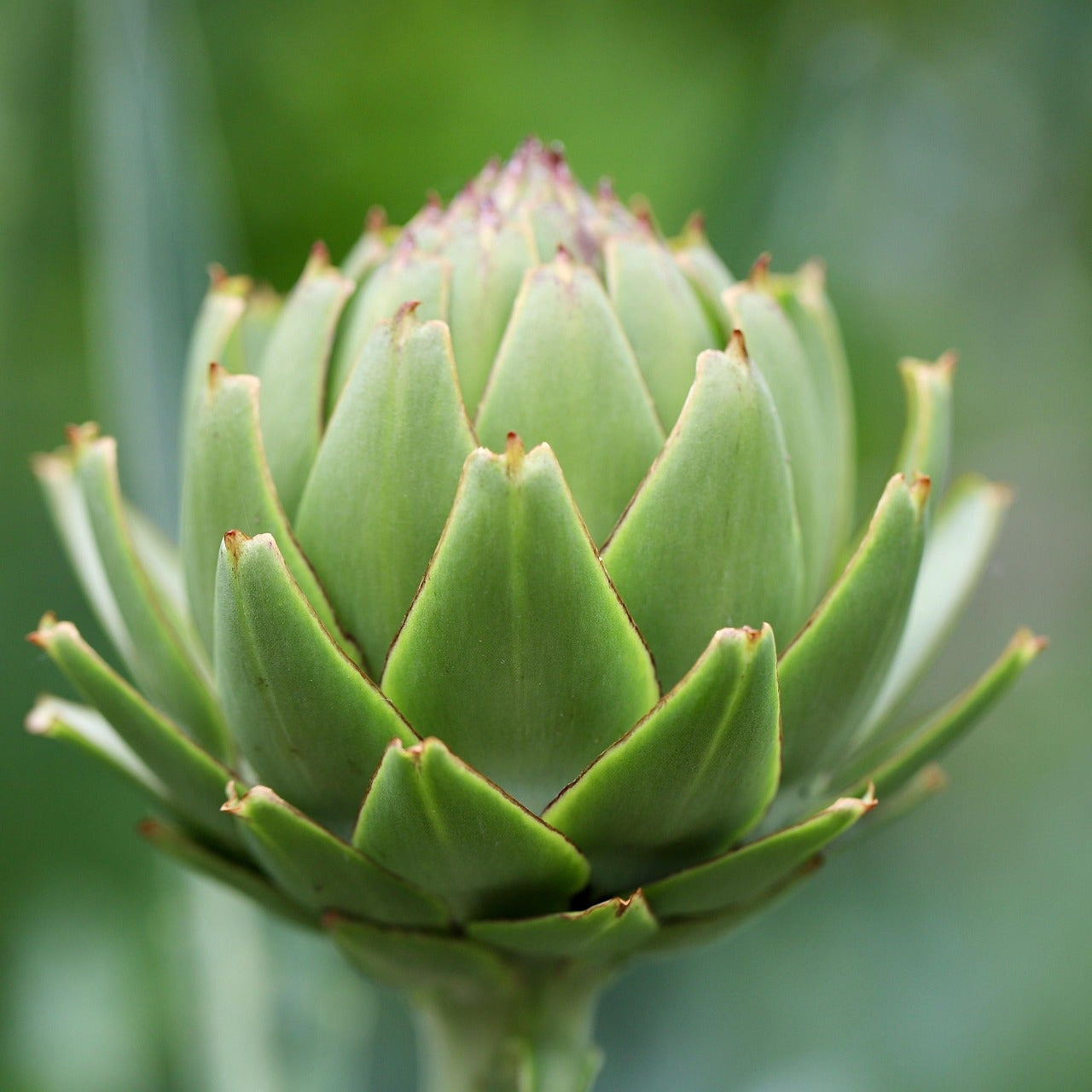 Close-up of a green artichoke bud with a blurred green background