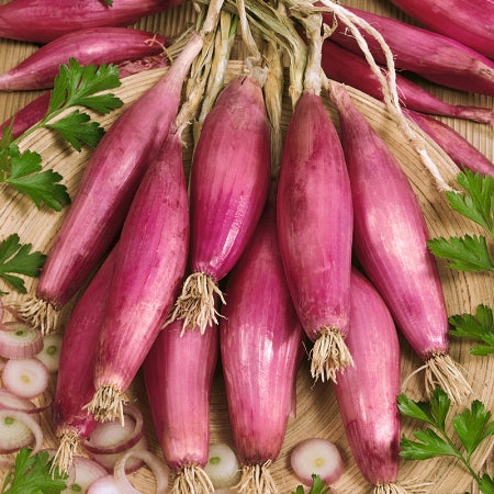 Onion, Rossa Longa Di Firenze