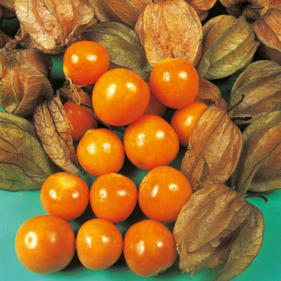 Physalis