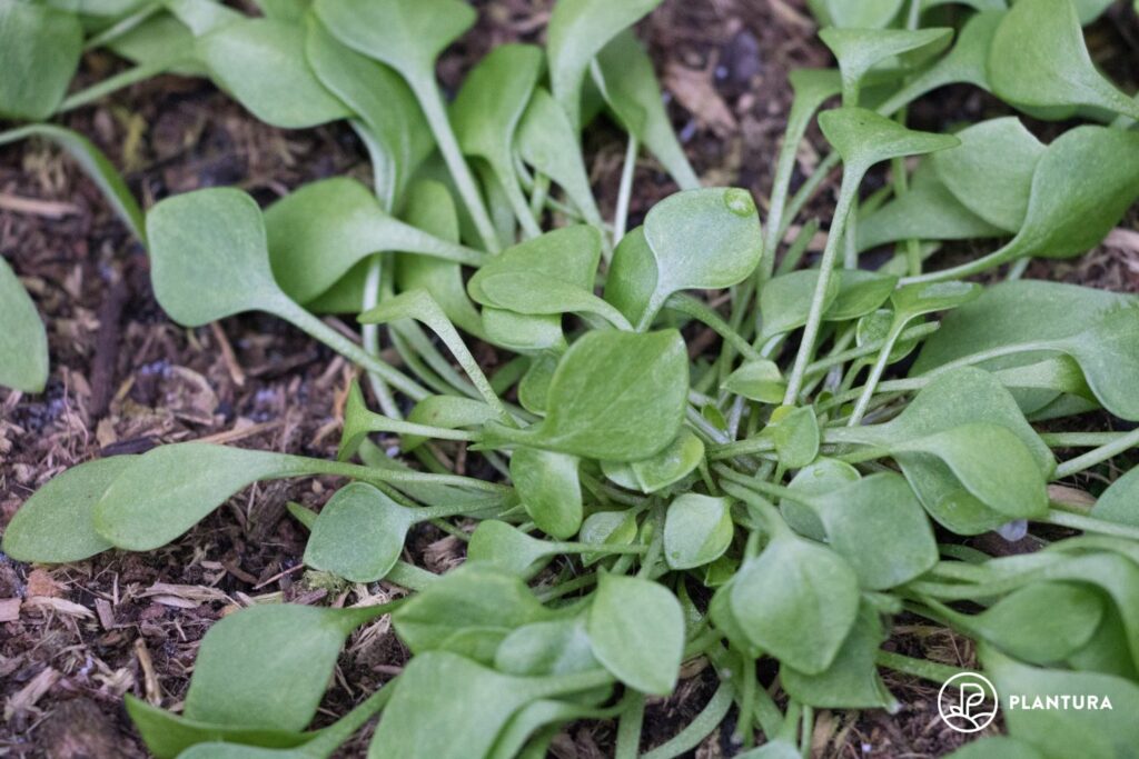 Claytonia, Winter Miner
