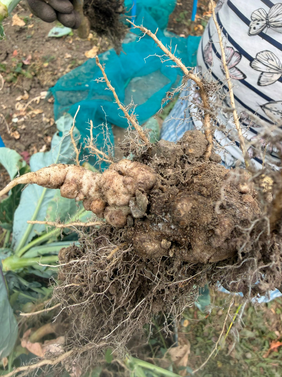 When a Quick Tidy Turns Into a Sad Day on the Allotment