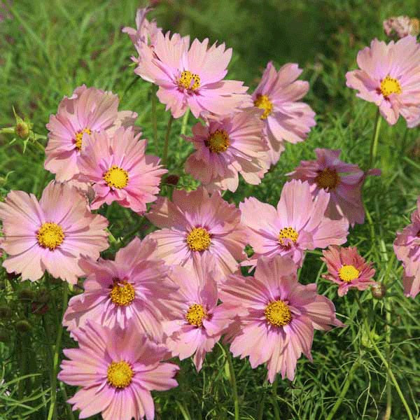 7 Easy Annual Flowers to Grow This Year