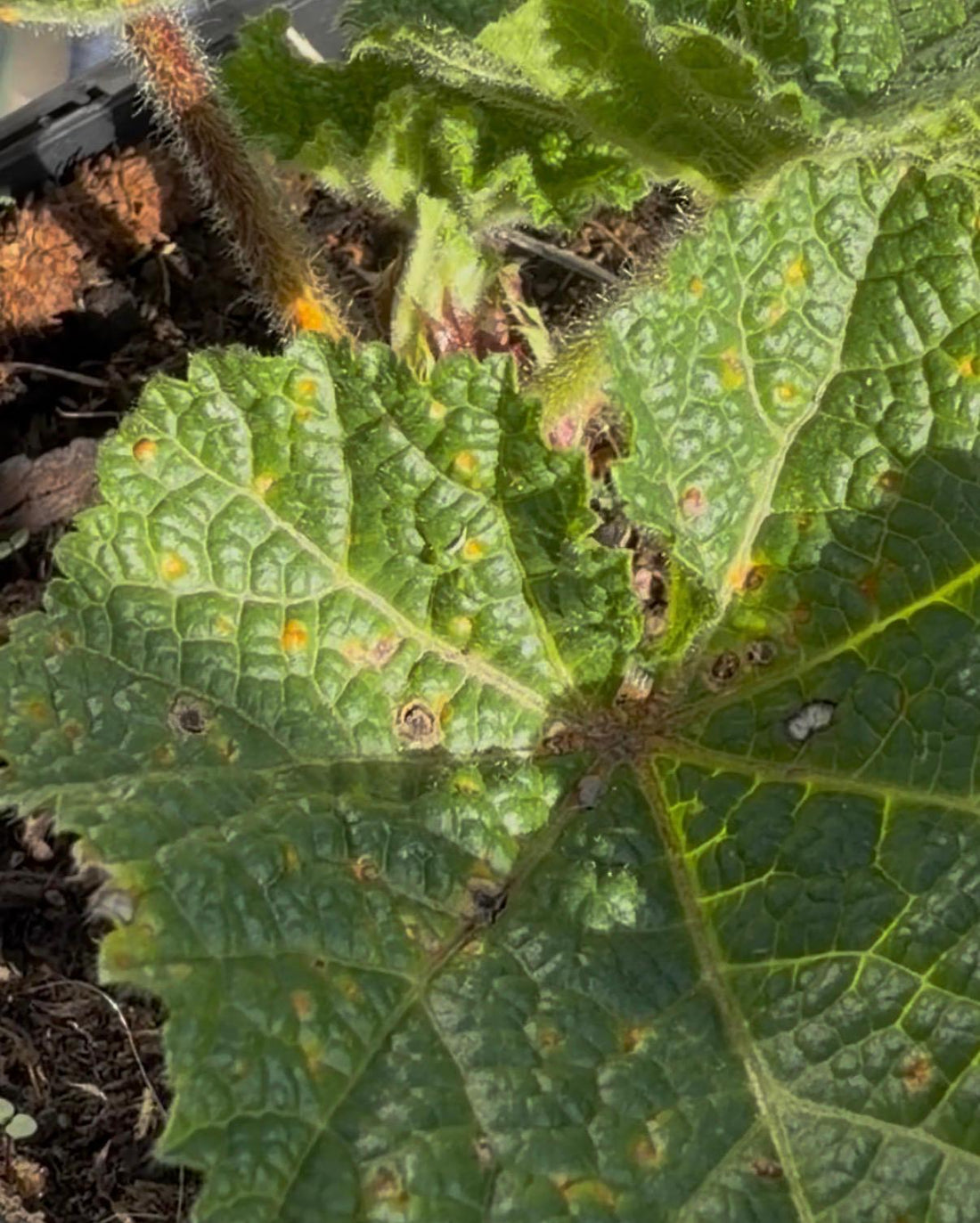 Common Fungal Diseases in Flowering Plants (and What to Do About Them)