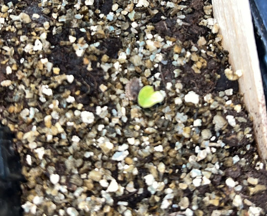 Summer Cold Stratification: How Head Gardener Hazel Broke the Heatwave Germination Block