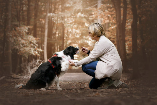 Collie Flowers: what's it all about