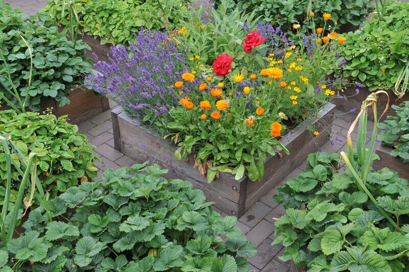 Crop rotation, companion planing and polyculture