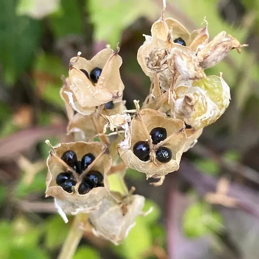 From Heirlooms to Hybrids: understanding the types of seed that will help grow your dream garden