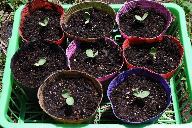 Seeds to sow in April