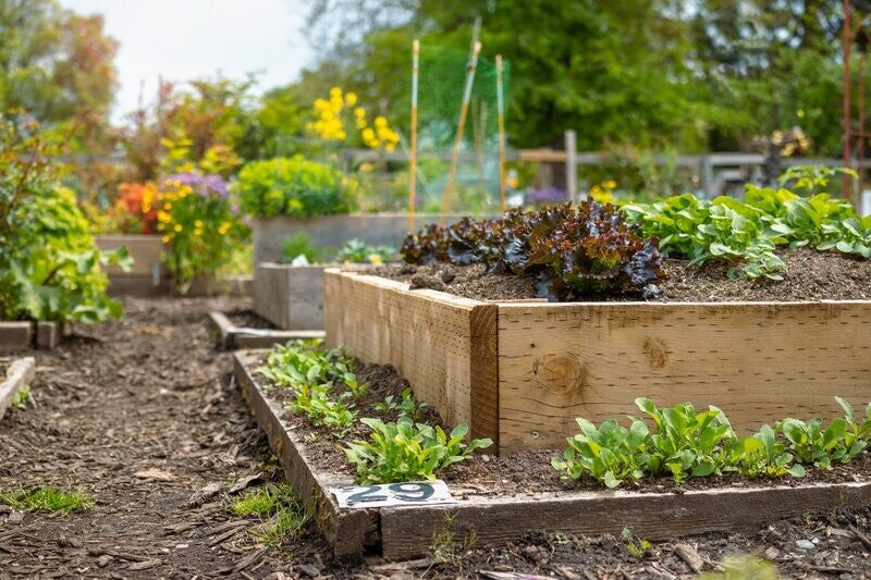 Seeds to sow in May