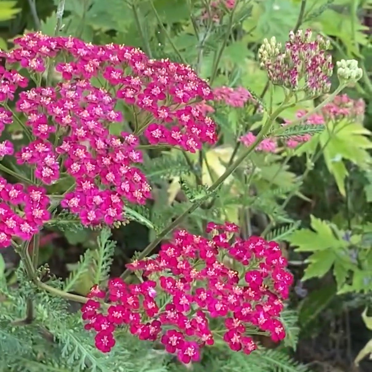 Flowers of Achillea, Cerise Queen with green leaves and blue flowers in the background