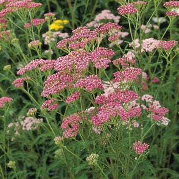 Achillea millefolium,  Cerise Queen