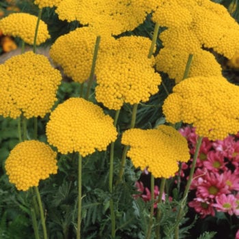 Achillea fillipdendula, Cloth of Gold