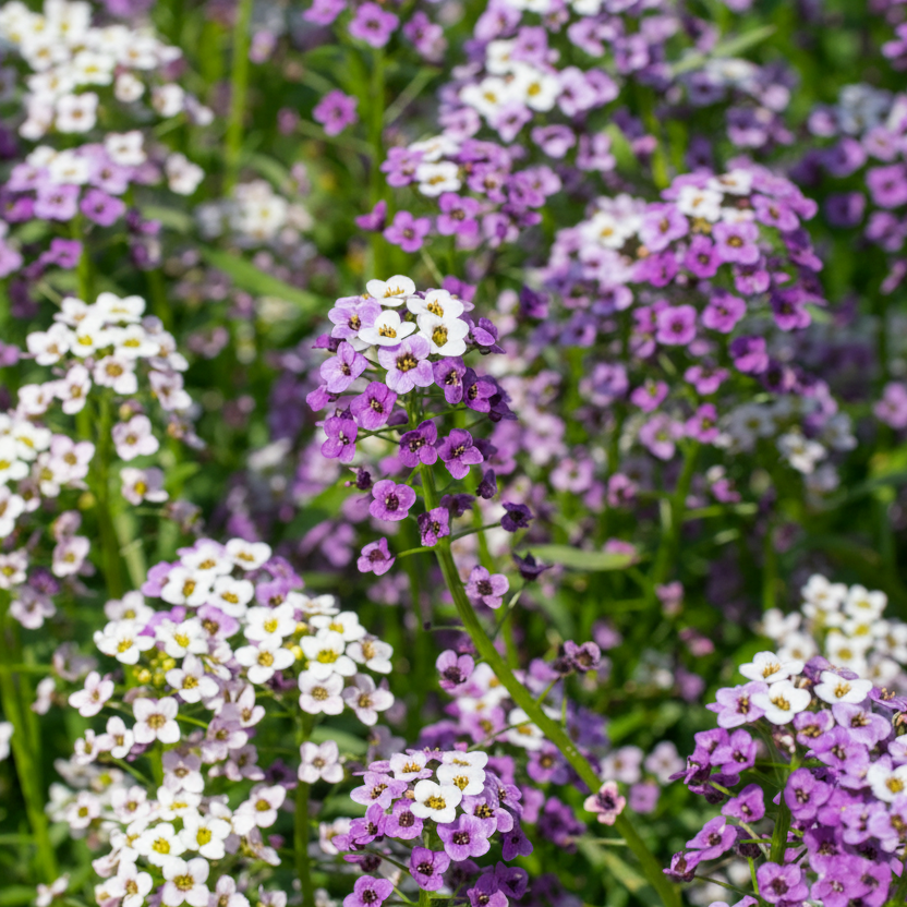 Close-up of Alyssum Royal Carpet purple and white flowers with green leaves