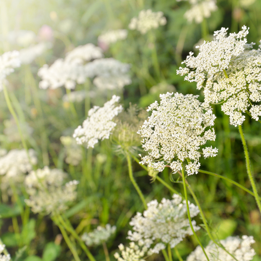 Ammi Majus