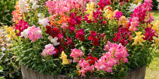 Snapdragon, Crown Mix
