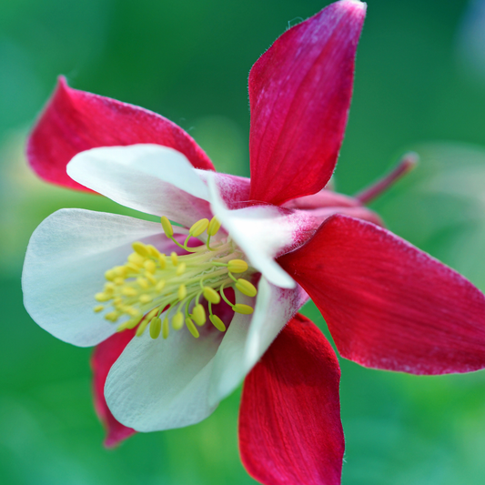 Aquilegia, McKana's Giant Mix
