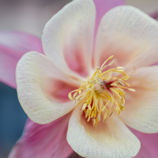 Aquilegia, McKana's Giant Mix