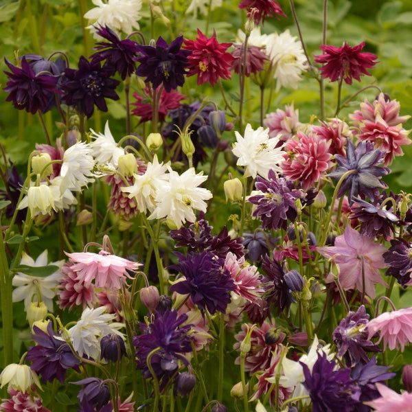 Aquilegia, Barlow Mix