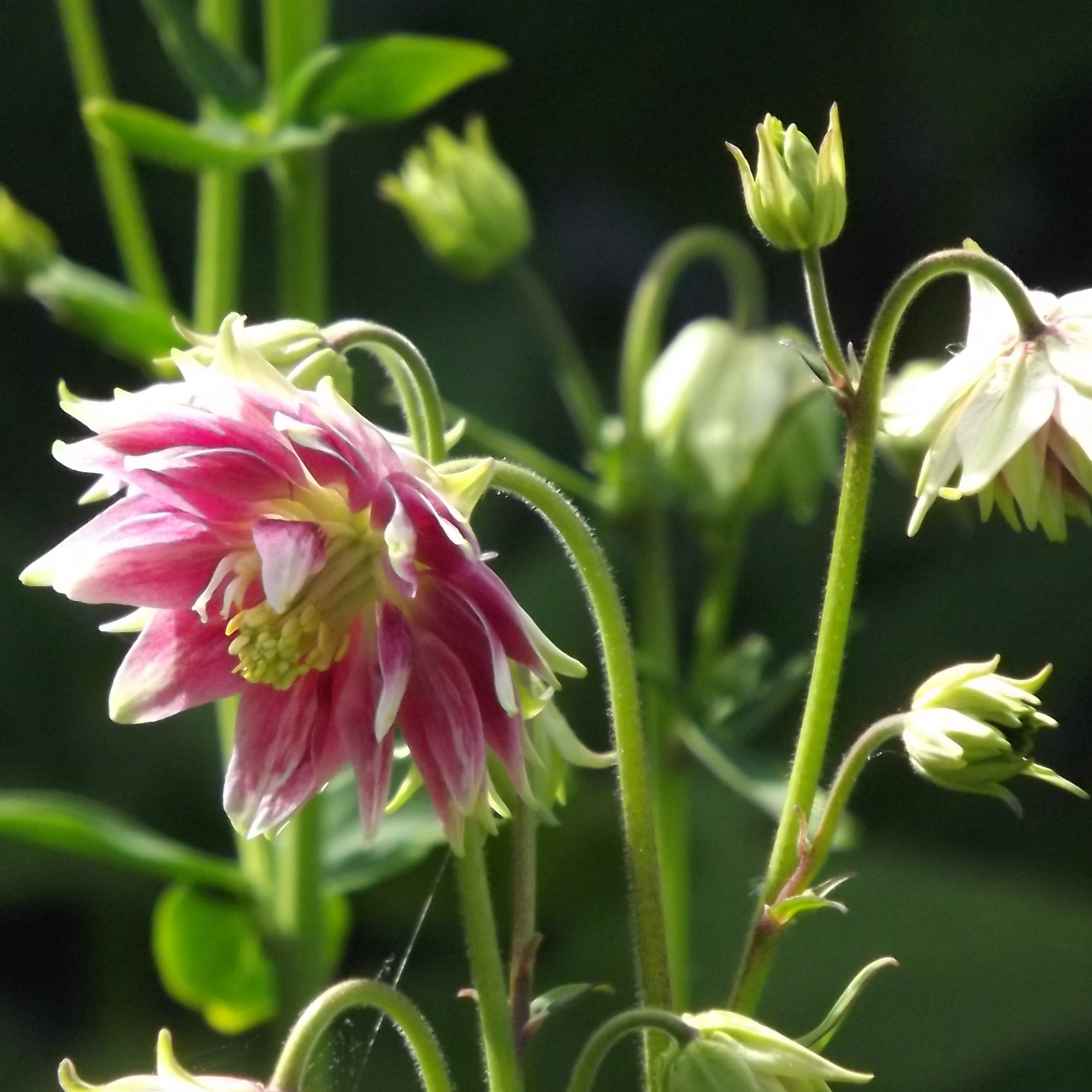 Aquilegia, Barlow Mix