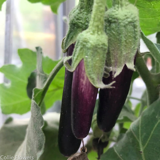 Three small Aubergine fruits hanging from the vine on a leafy plant, with green calyxes and surrounding foliage.