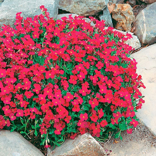 Aubretia, Cascade Red