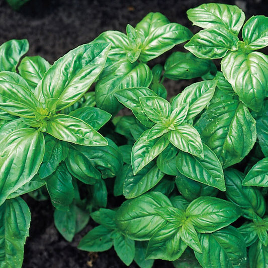 Basil, Classic Italian
