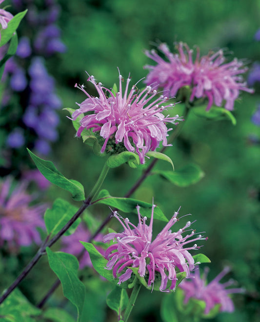 Bergamot