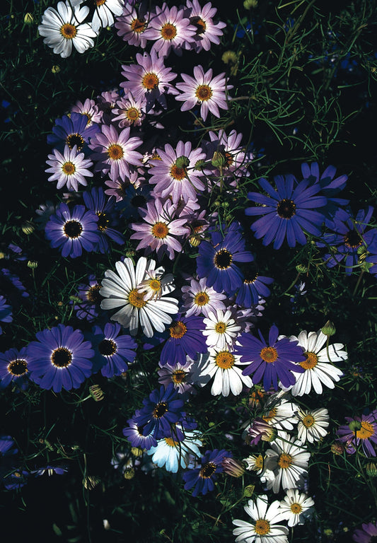 Swan River Daisy, Azure Mix