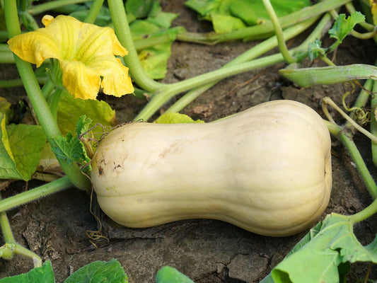 Squash, Hunter F1 (Butternut)