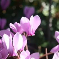 Pink cyclamen flowers with a blurred background