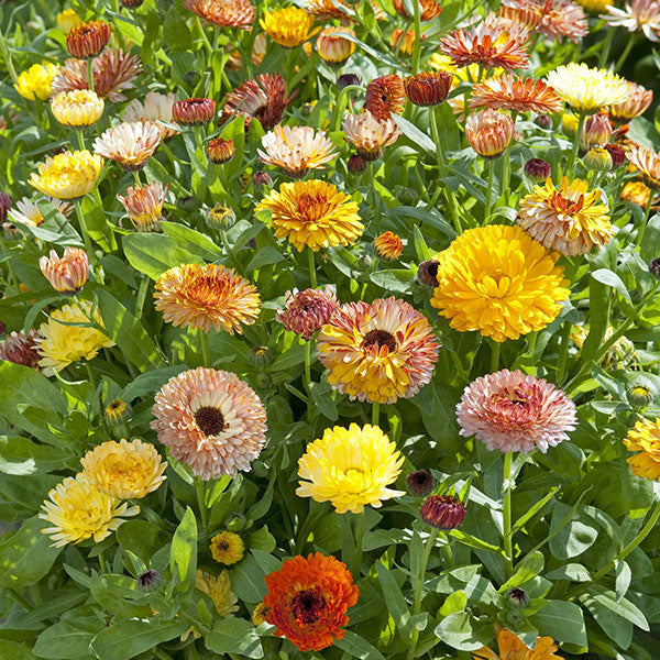 Calendula, Playtime Mix