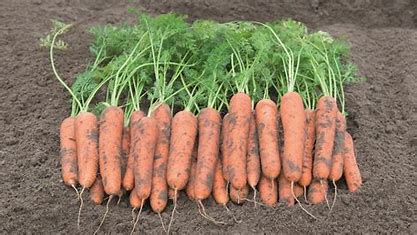 Carrot, Berlicum 2