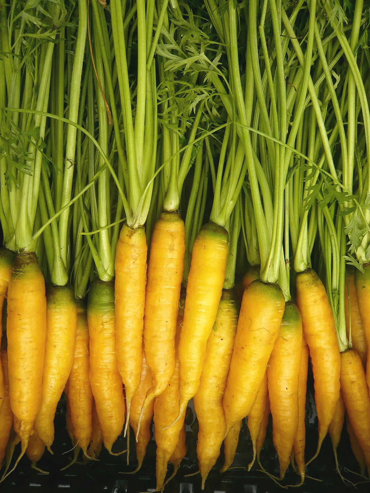Carrot, Yellowstone