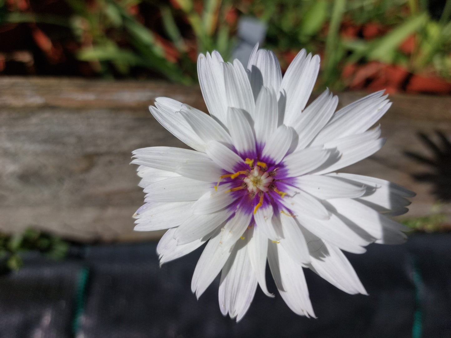 Catananche caerulea,  Amor White