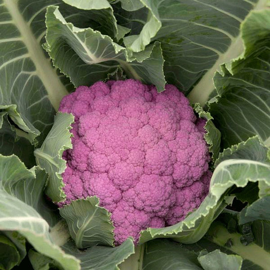 Cauliflower, De Purple F1