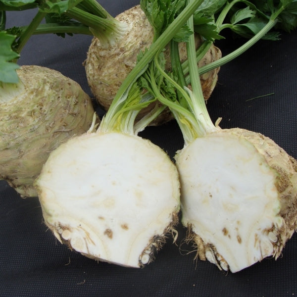 Celeriac, Asterix F1