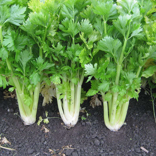 Celery, Golden Self Blanching