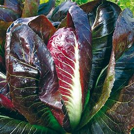 Chicory, Rossa di Treviso precoce