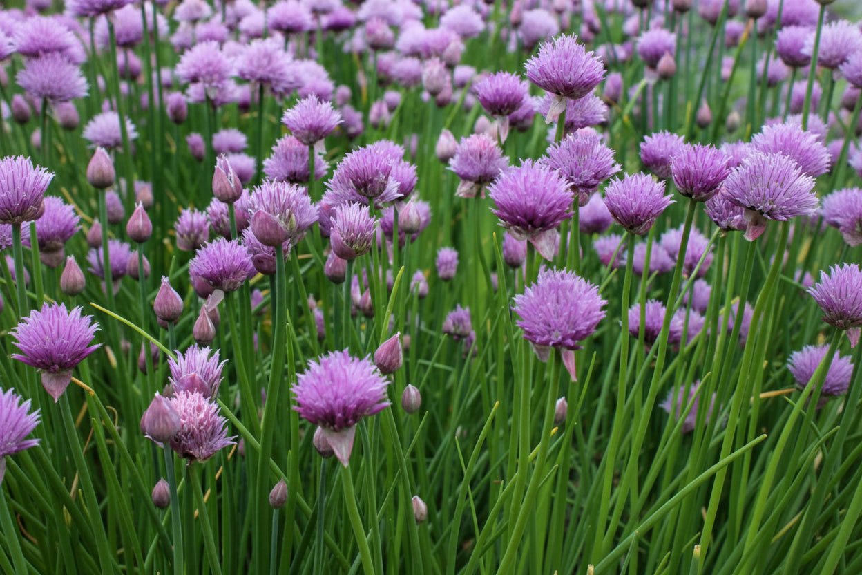 Field of purple chive flowers with green stems