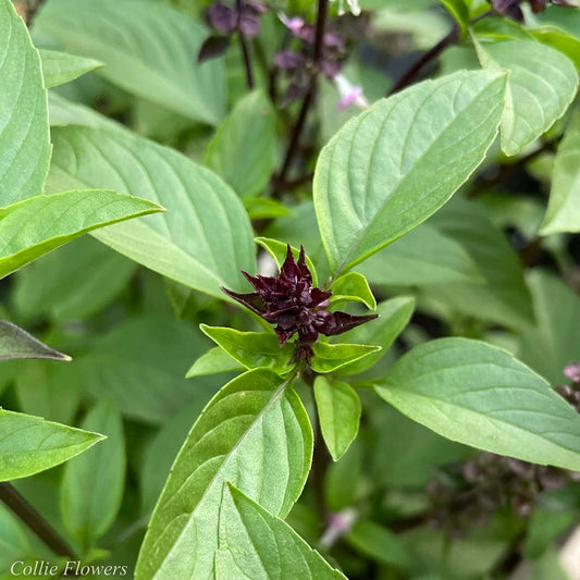 Close-up of Cinnamon Basil's  green leaves with a small purple flower bud