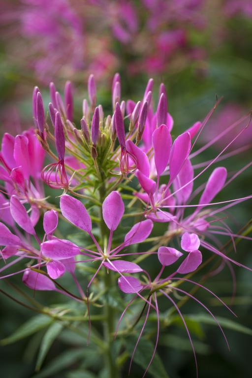 Cleome, Cherry Queen