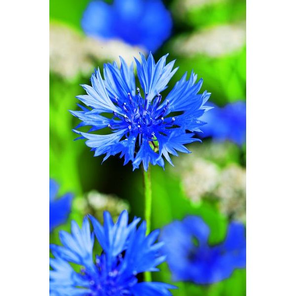 Cornflower, Blue