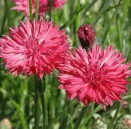 Cornflower, Red Boy