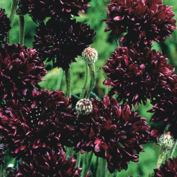 Cornflower, Black Ball